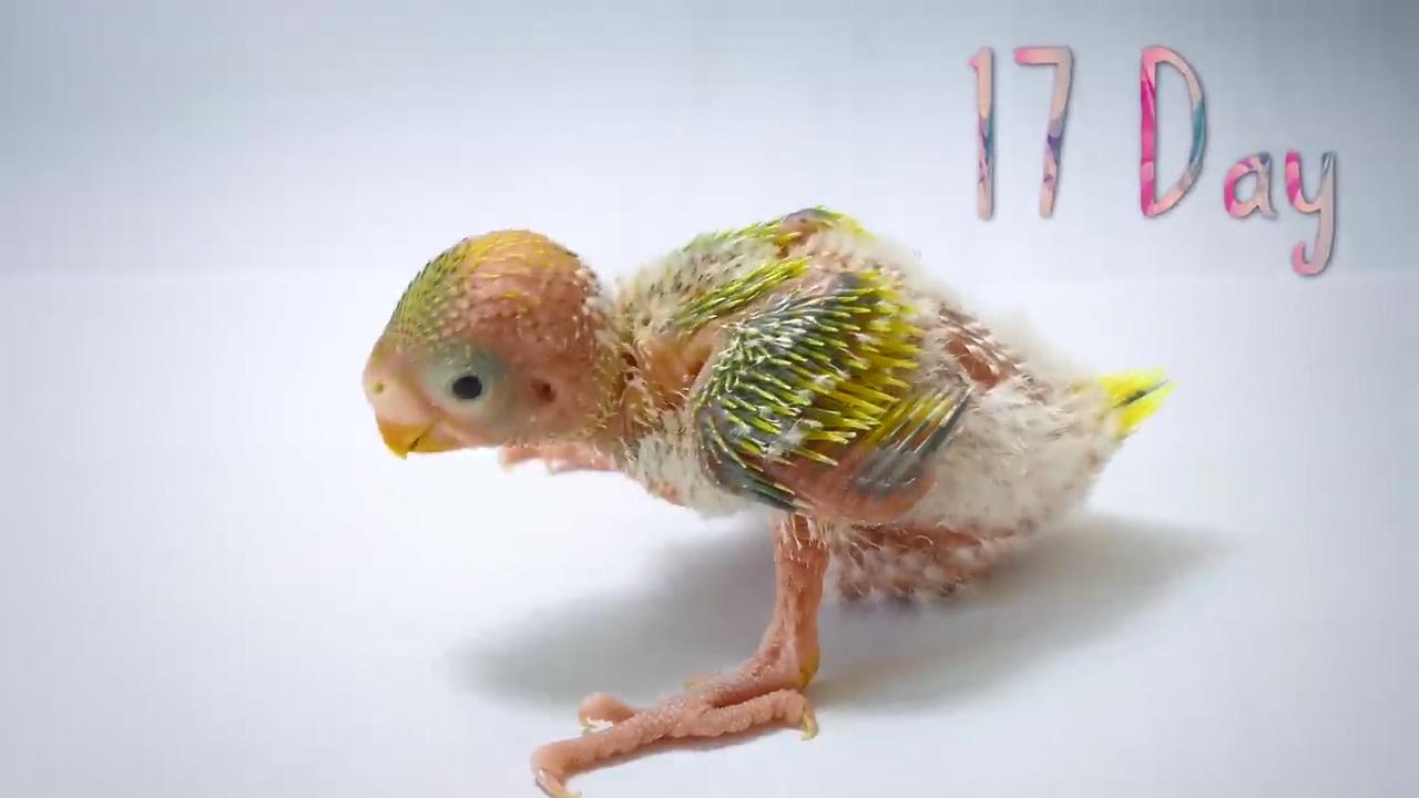 体坛联播｜皇马巴萨同日丢分，跳水世界杯陈芋汐夺金