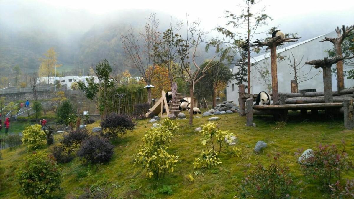 误食大熊猫肉会被判刑吗? 误食大熊猫肉会被判刑吗?