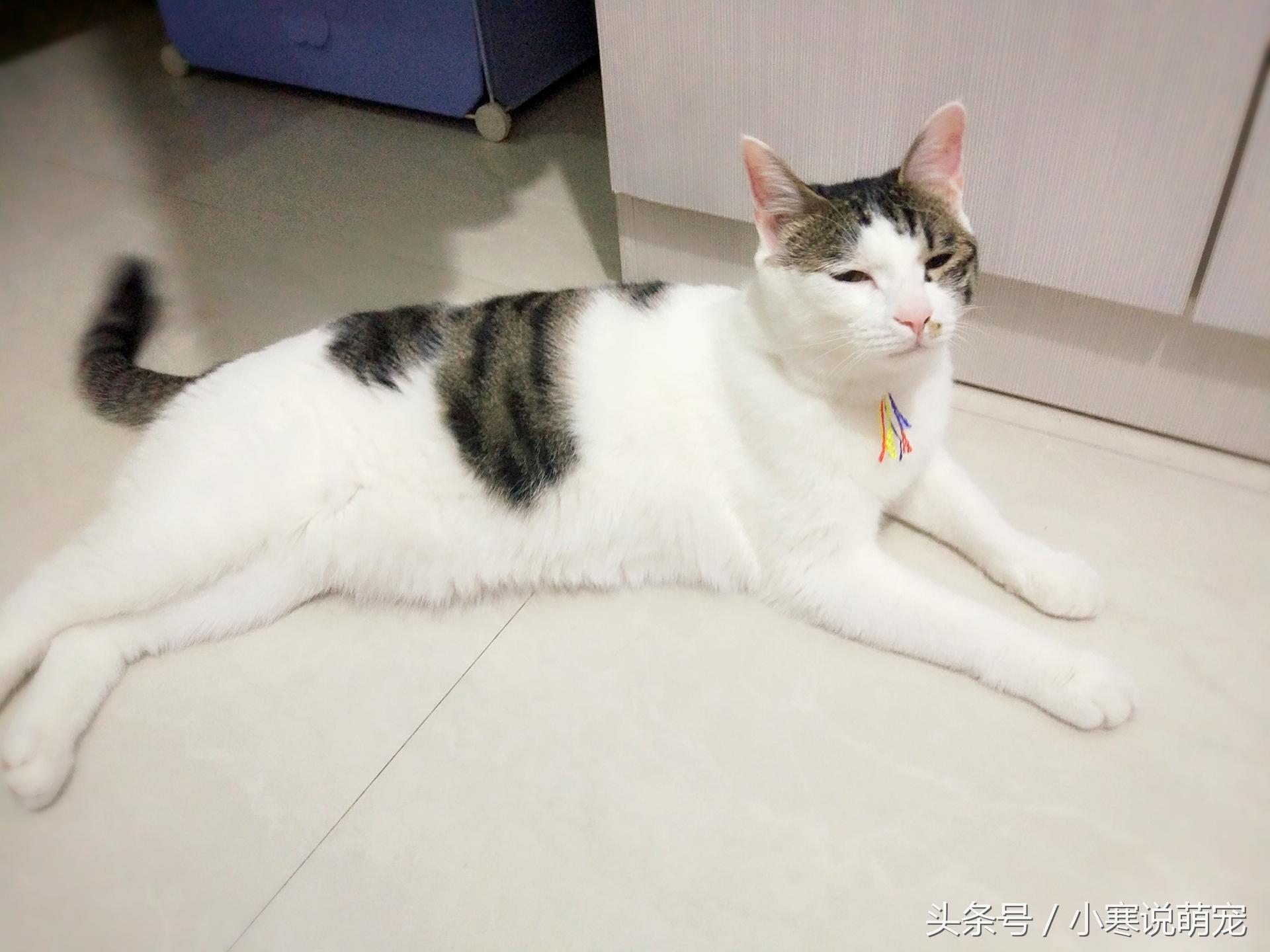 为什么养猫的人总说 主子难伺候 ？