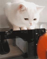 猫咪吐绿水是中毒了吗？