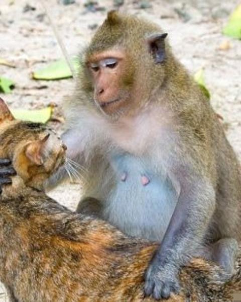 猴子捉猫咪养到底是图什么？