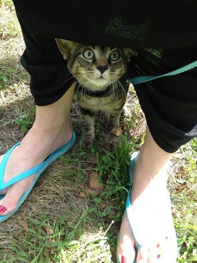 如何把自家猫主子变成搞笑表情包？