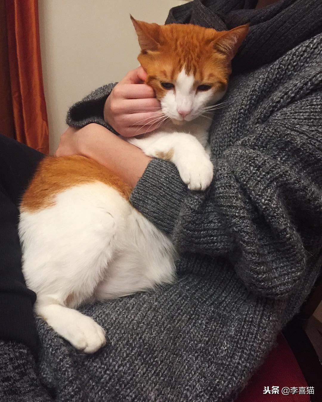 你家猫主子为啥总把沙发挠成流苏？新手如何让猫咪乖乖听话？