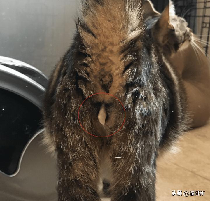 你家猫撅着屁股蹭地板的样子，是不是让你突然想到——这货该不会长痔疮了吧？