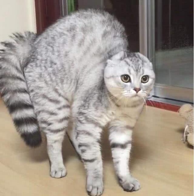 主子坐飞机真的会吓到尿裤子吗？