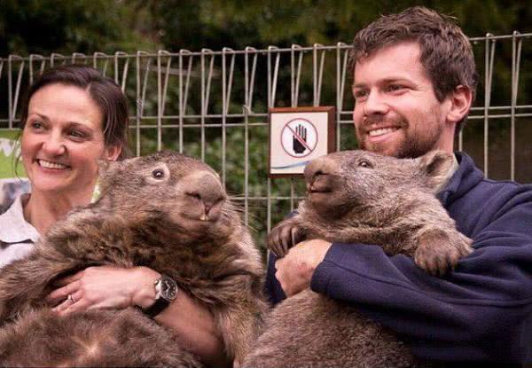 刚来澳洲去哪找华人互助群？