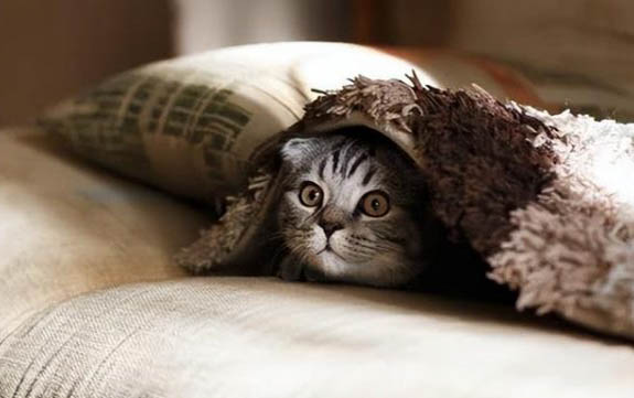 猫咪突然玩失踪，铲屎官该怎么办？