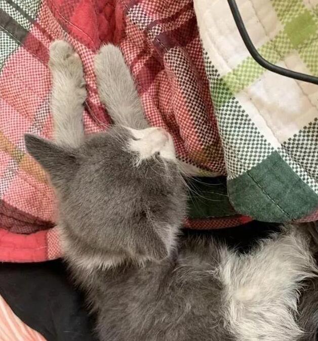 猫咪天天吃猫粮会不会吃出毛病？