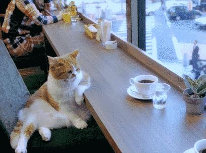 猫咪三天不吃饭就会死？