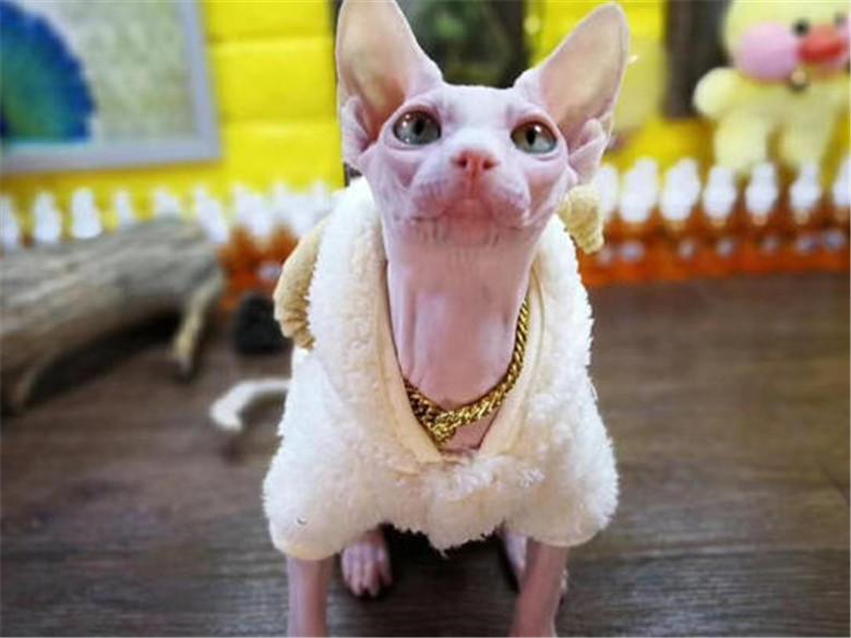 你家猫主子为啥突然对你 揉面团 ？