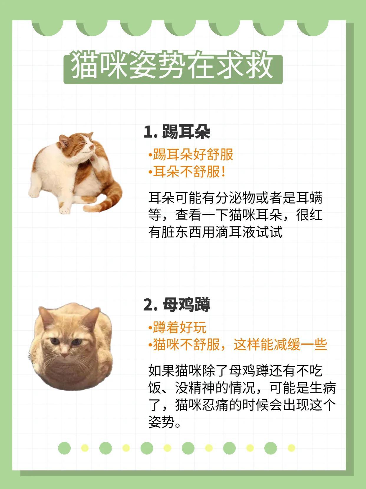 猫咪这些异常举动是在求救吗？