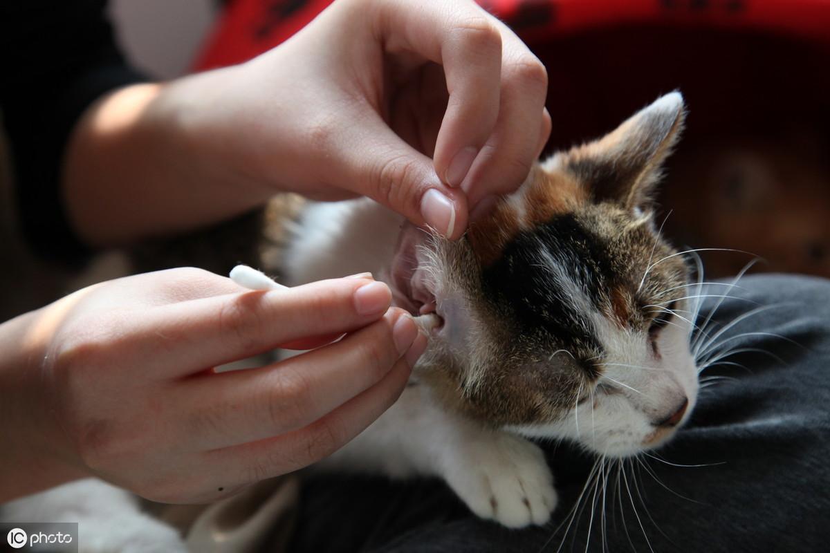 猫咪挠破沙发可能藏着大问题? 猫咪挠破沙发可能藏着大问题?