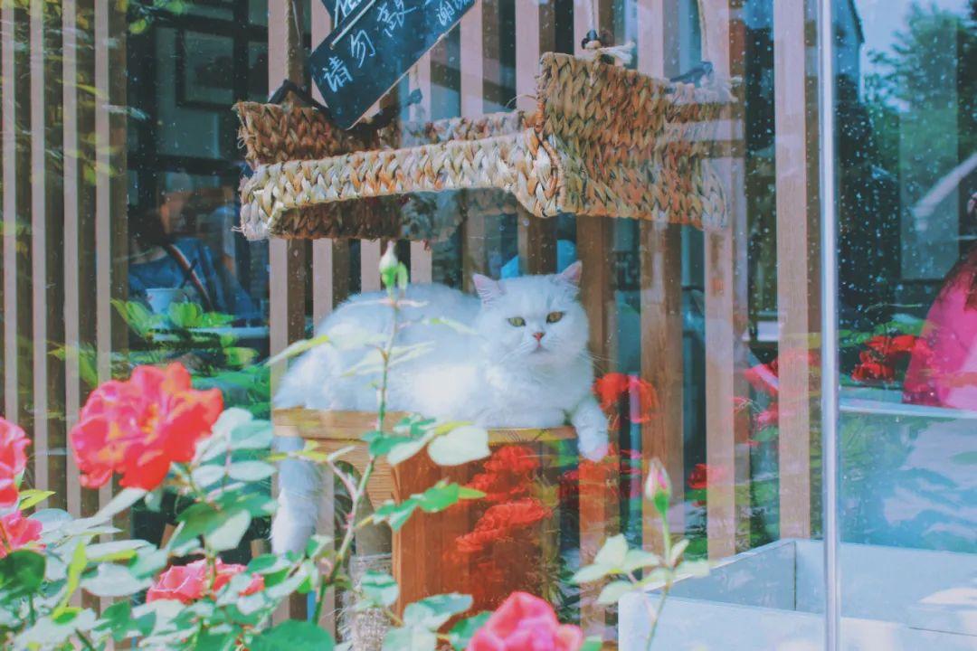 猫咪坐着发呆是在思考猫生吗? 猫咪坐着发呆是在思考猫生吗?