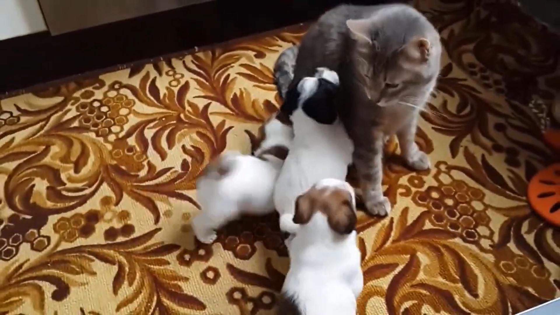 东京奥运会中国队到底排第几？这份攻略让你秒懂奖牌榜