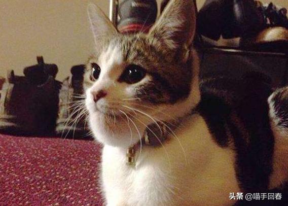 猫咪突然不干饭了？这份急救指南能救急吗？