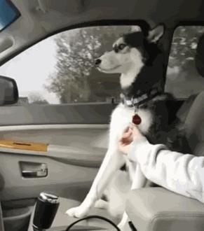 虫族之天皇巨星华人论坛新人怎么玩才不被虐哭？