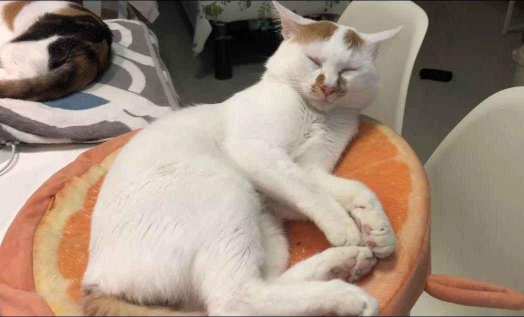 为什么我家猫咪总挂着两条 黑泪痕 ？