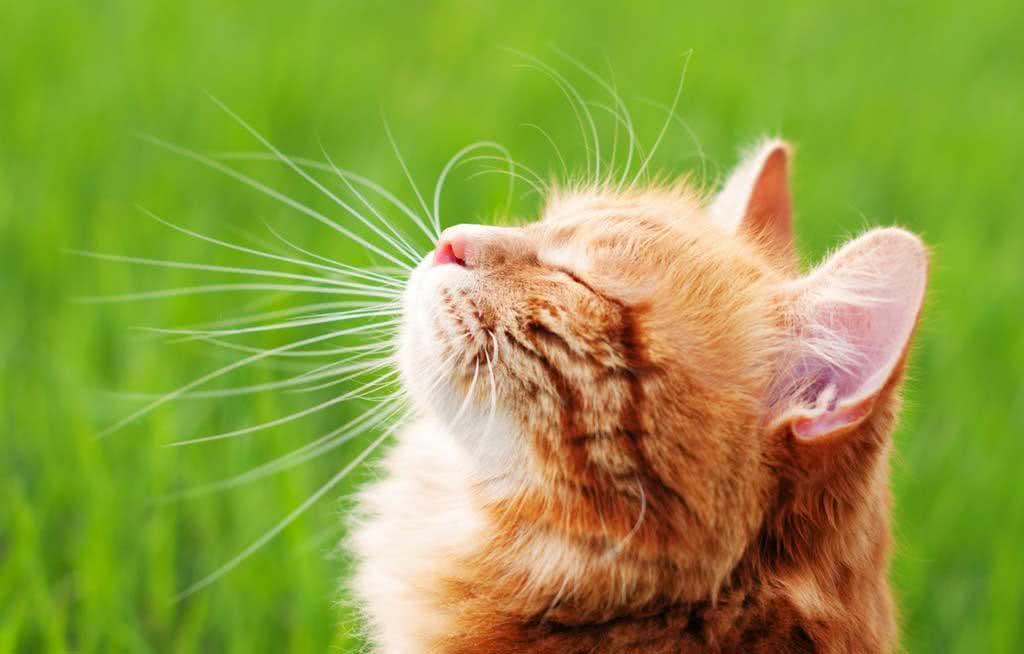 猫咪打喷嚏咳嗽是感冒了吗? 猫咪打喷嚏咳嗽是感冒了吗?