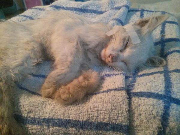 给猫咪挂水真的安全吗？你可能忽略的7个隐患