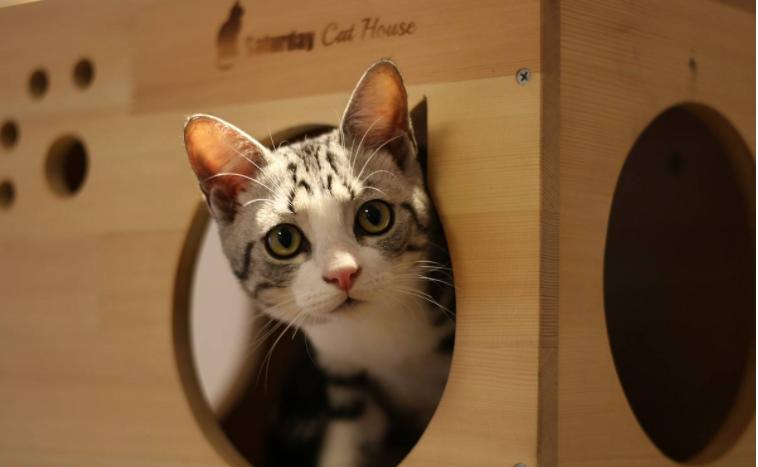 第一次养猫需要下载哪些生存指南？