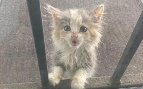 猫咪考级视频一级真的这么难吗？