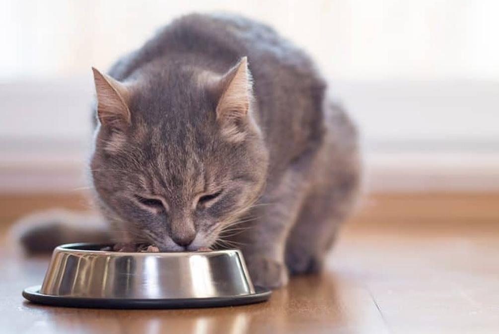 猫咪总挠耳朵是过敏还是长跳蚤？