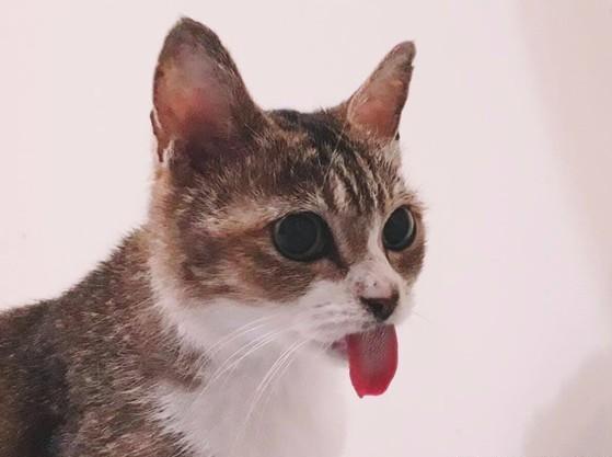 猫咪突然疯狂舔毛是身上长虫子了吗? 猫咪突然疯狂舔毛是身上长虫子了吗?