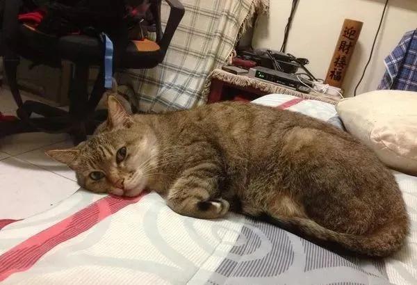 猫咪突然离开后该怎么处理才正确？