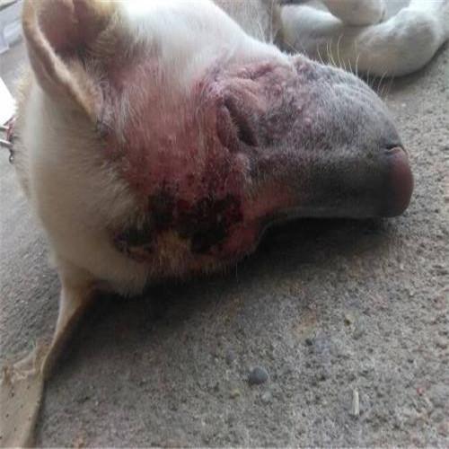 新手为什么总被狗追着咬？