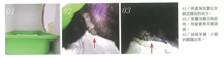 猫咪突然张嘴喘气?这到底是撒娇还是求救信号? 猫咪突然张嘴喘气?这到底是撒娇还是求救信号?