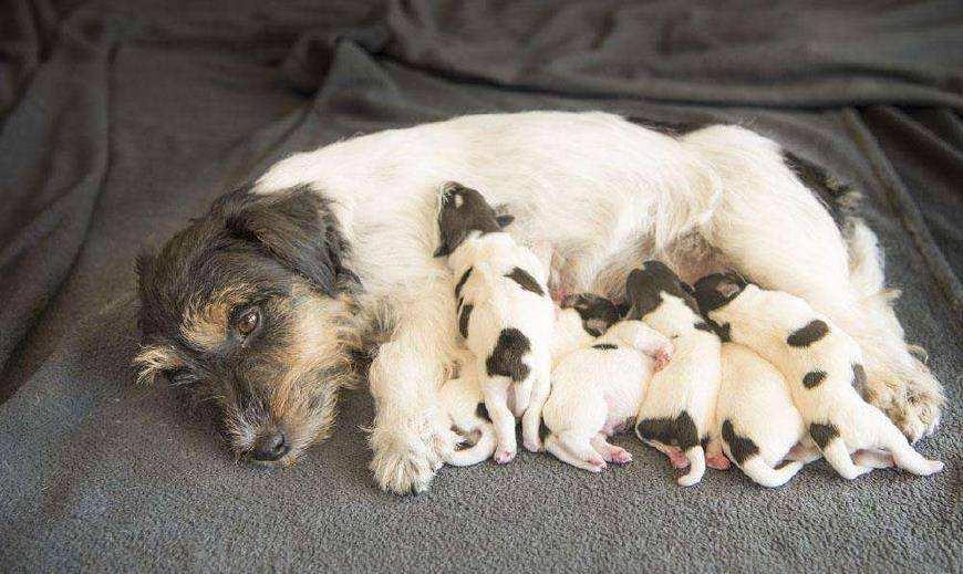 刚断奶的猫崽子能吃驱虫药吗？