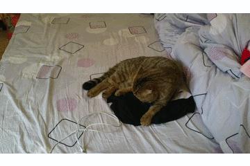 猫咪突然乱拉乱尿是报复主人吗？