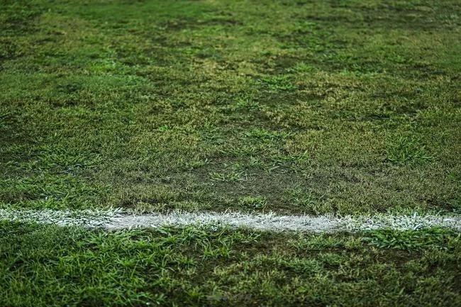 物业给草坪喷绿漆真的能解决问题吗？