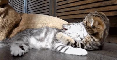 你家猫主子冲你眨眼是几个意思？