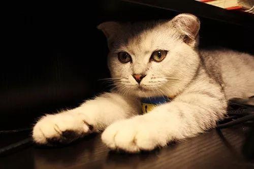 猫咪白细胞低会突然暴毙吗? 猫咪白细胞低会突然暴毙吗?