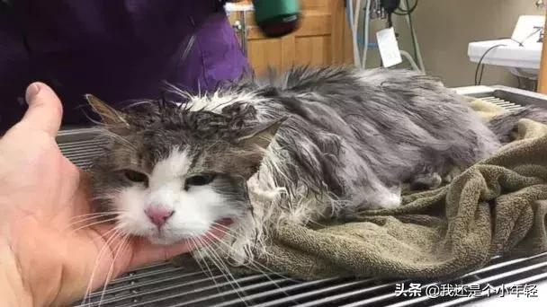 猫咪不吃不喝不拉？新手必看急救指南