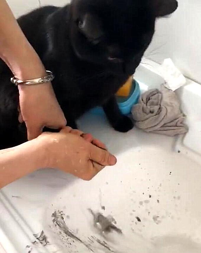 给猫咪天天洗澡会不会洗出毛病来？