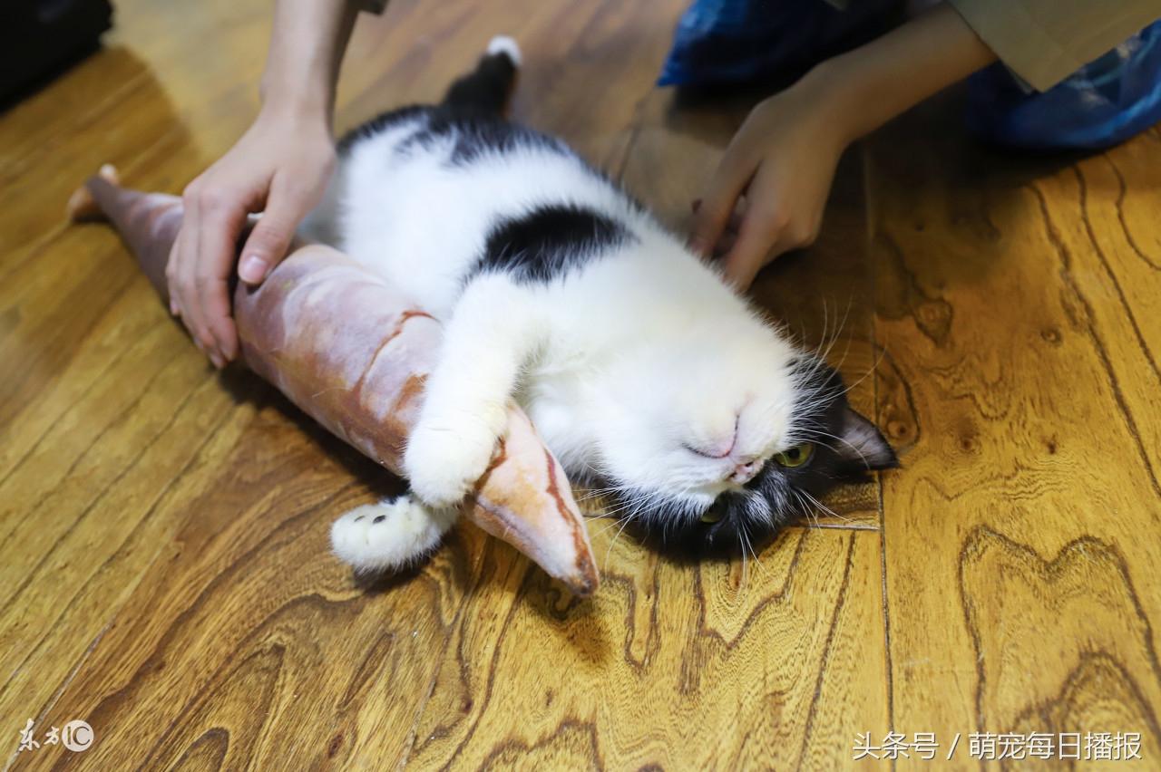 你家主子突然绝食怎么办？新手必看保命指南