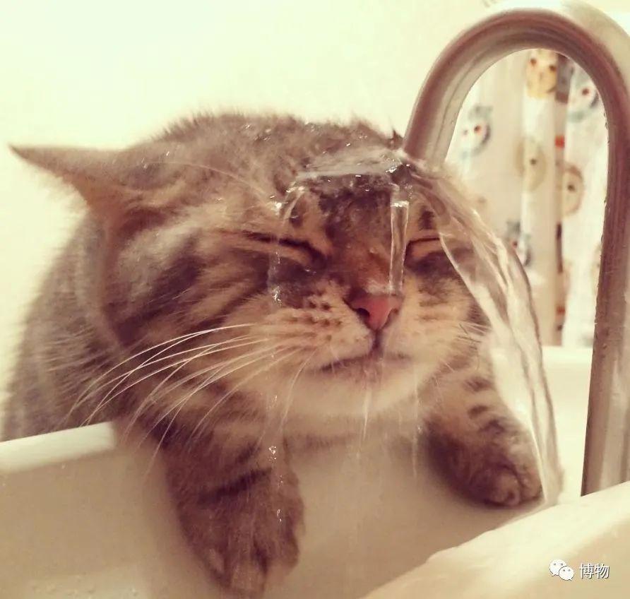 你家猫主子为啥总想偷喝你酸奶? 你家猫主子为啥总想偷喝你酸奶?