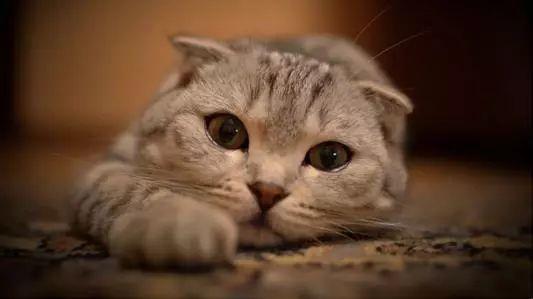 猫咪要生崽了?这8个信号你必须看懂! 猫咪要生崽了?这8个信号你必须看懂!