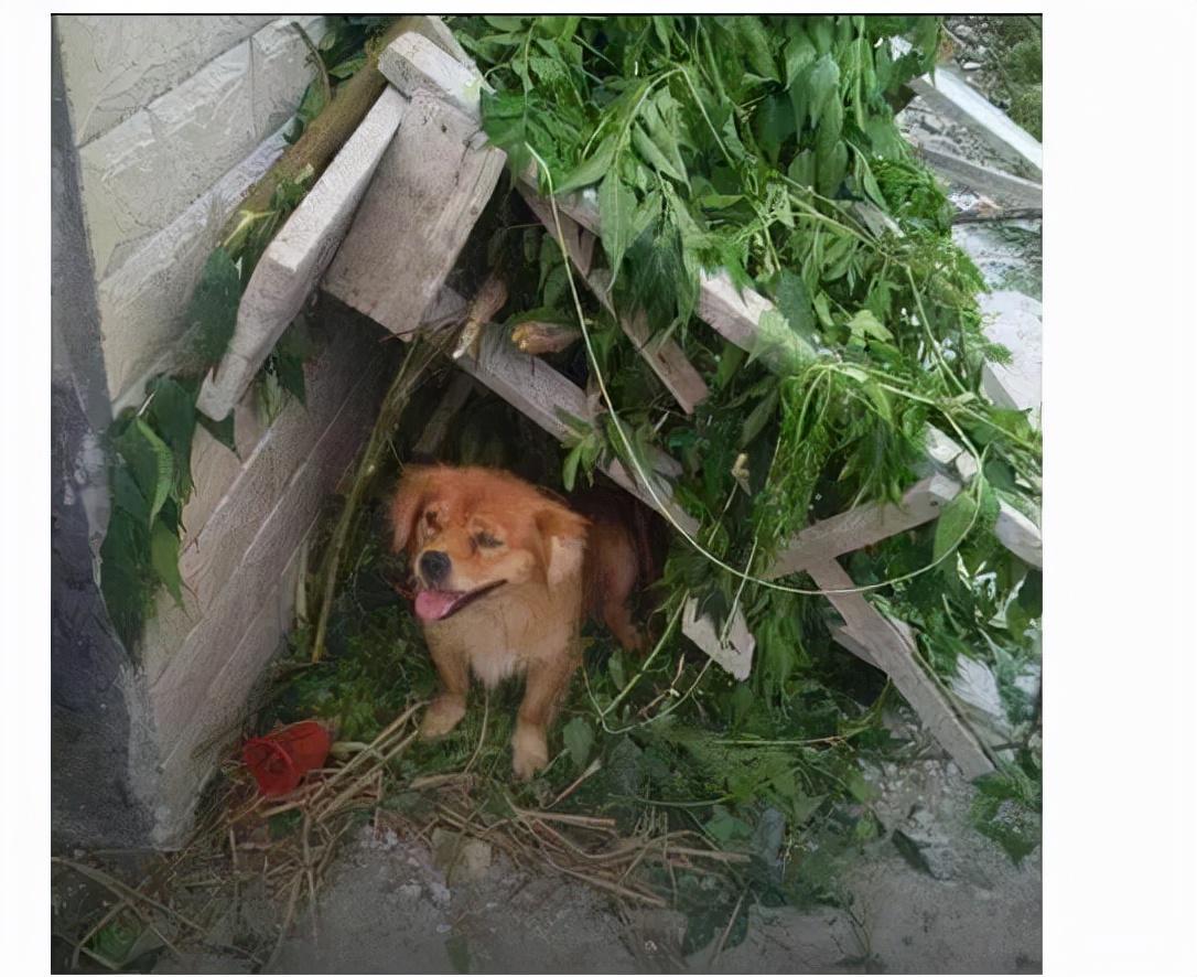 梦见自己被劫持做人质预示什么？心理学与解梦全解析