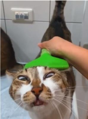 你家猫主子真的在翻白眼鄙视你吗? 你家猫主子真的在翻白眼鄙视你吗?