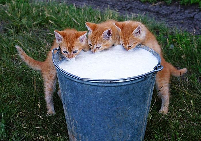 猫咪喝牛奶真的会拉肚子吗? 猫咪喝牛奶真的会拉肚子吗?