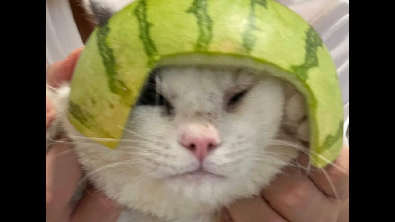 为什么你的猫叫声总像破锣嗓子? 为什么你的猫叫声总像破锣嗓子?