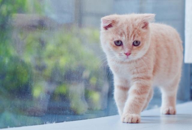 猫咪走路总打晃是缺钙吗？新手必看佝偻病防治指南