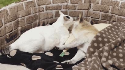 高尔夫跑车值得买吗？城市通勤族省3万油费的性能神器