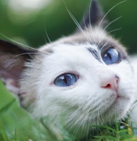 刚到家的小猫整夜嚎叫是讨厌主人吗？