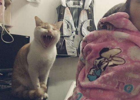 猫咪打针真的会要命吗？