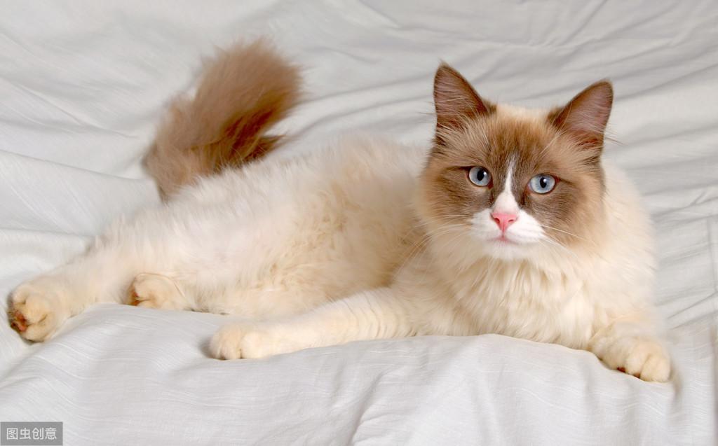 你家主子最近不对劲?这可能是猫咪发情的危险信号! 你家主子最近不对劲?这可能是猫咪发情的危险信号!