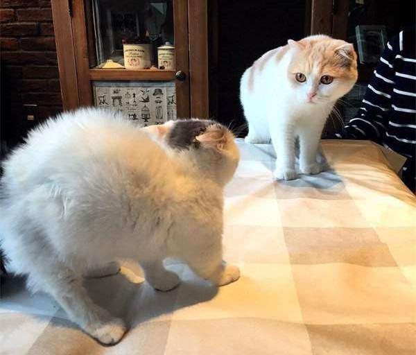 猫咪突然炸毛是为啥？这些动作暗号你都懂吗？